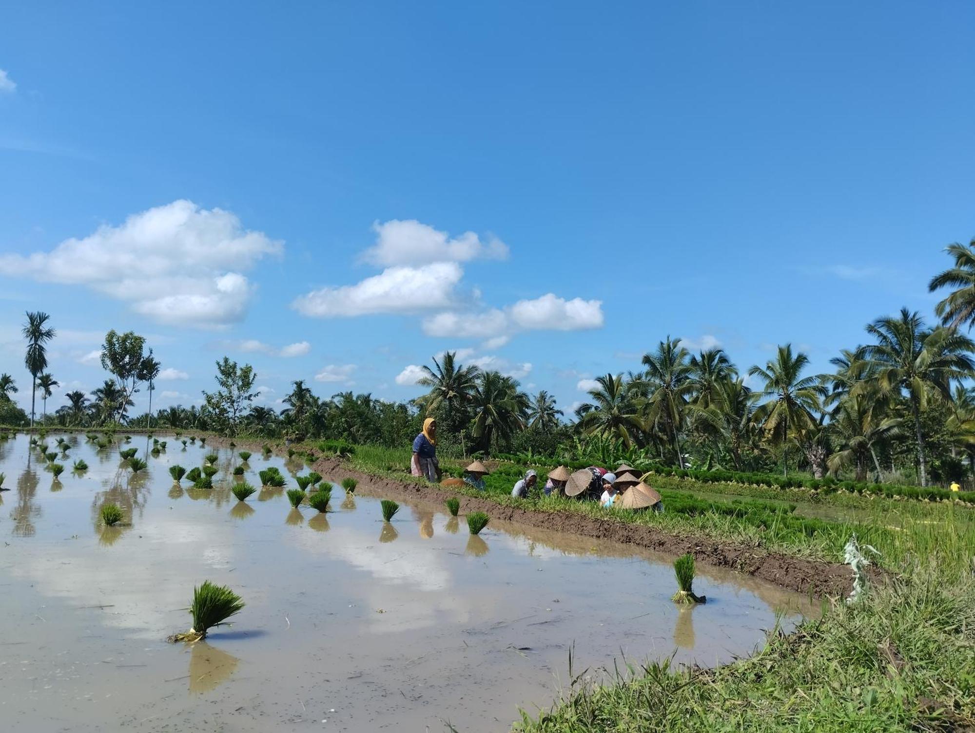 Rice Field Inn - Lombok Tetebatu Kültér fotó