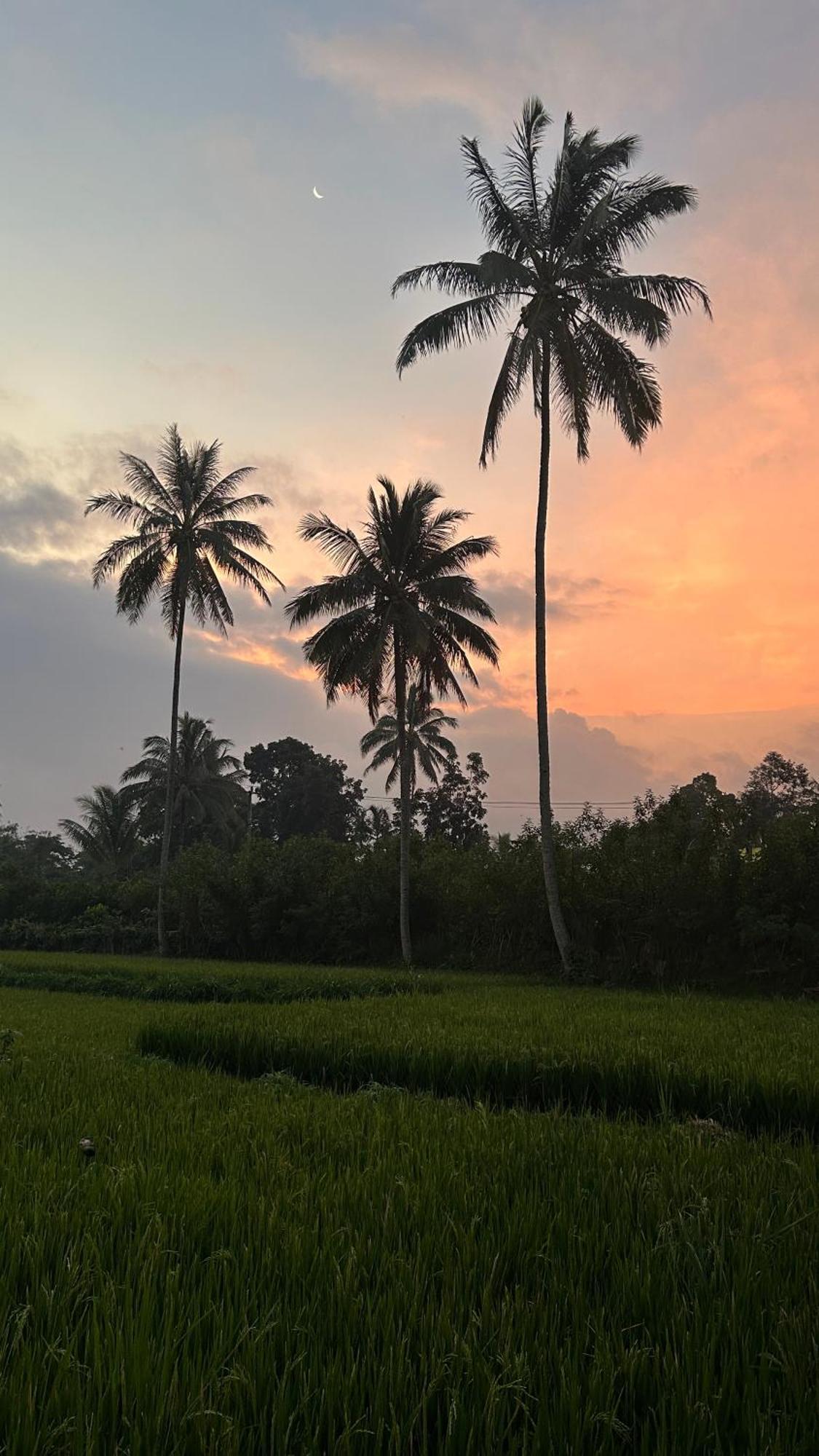Rice Field Inn - Lombok Tetebatu Kültér fotó