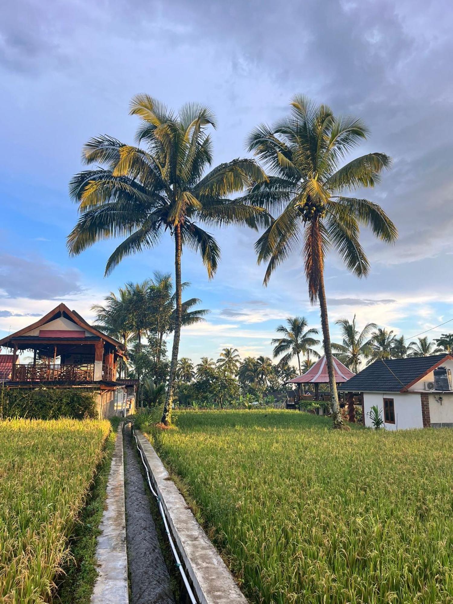 Rice Field Inn - Lombok Tetebatu Kültér fotó