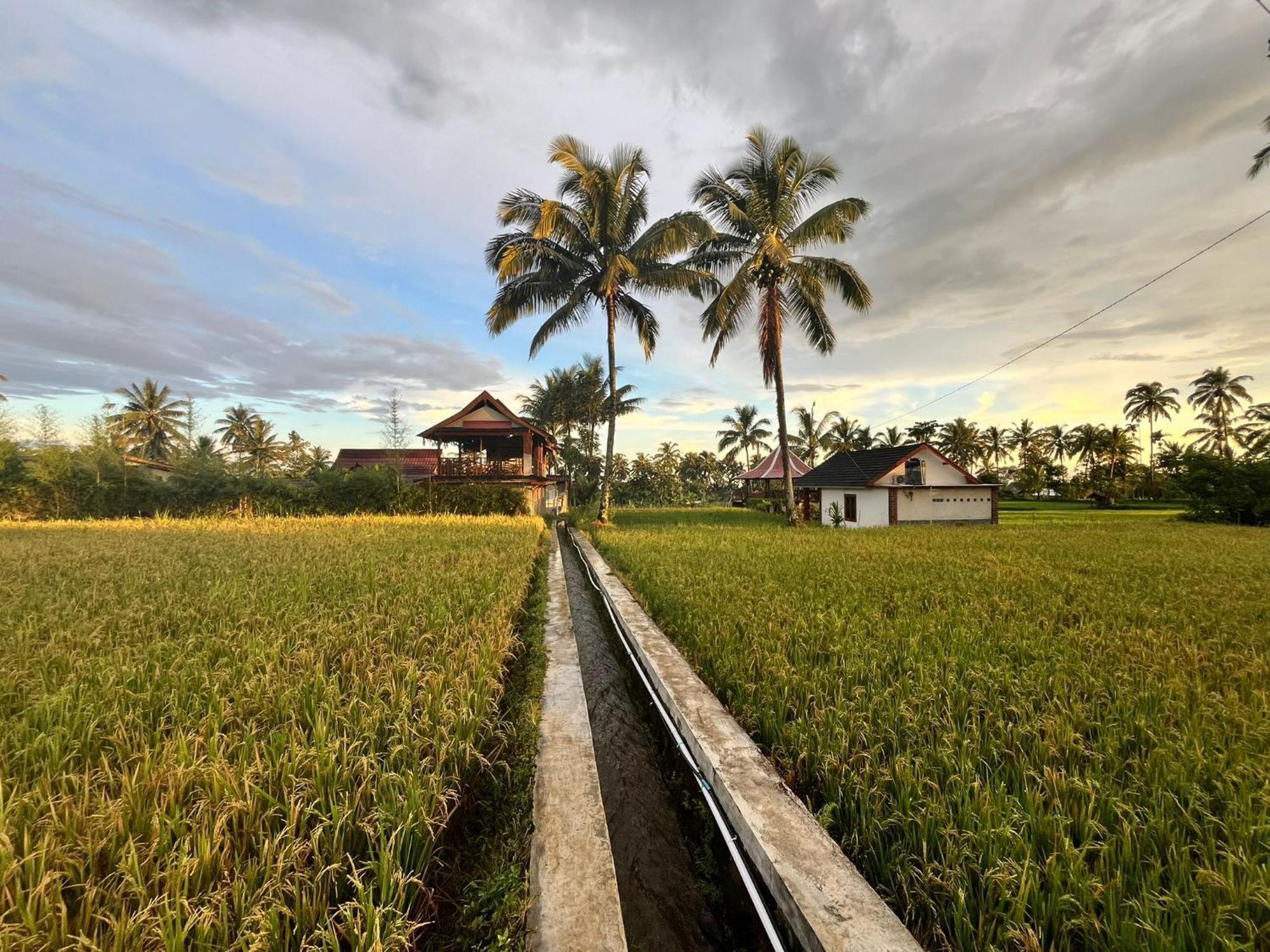 Rice Field Inn - Lombok Tetebatu Kültér fotó